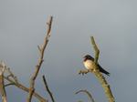 FZ032834 Swift in tree.jpg